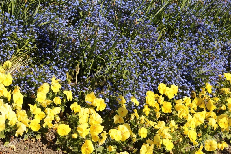 Yellow Purple Flower Nature Blossom