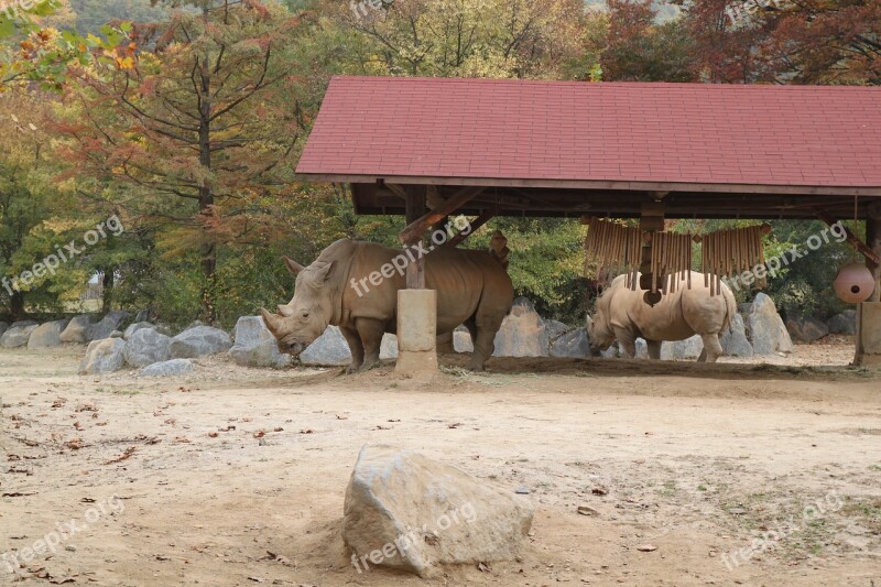 White Rhinoceros Everland Zoo Free Photos