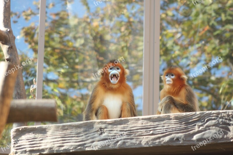 Golden Monkey Everland Zoo Rhinopithecus Roxellana Free Photos