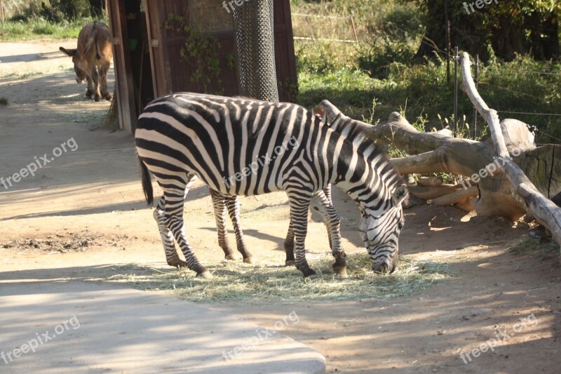 Zebra Everland Zoo Free Photos