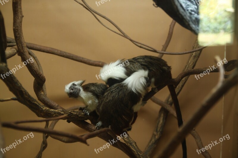 Cotton Head Santa The Children Everland Zoo Saguinus Oedipus Free Photos