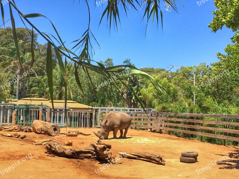 Rhinoceros Zoo Animal Wildlife Wild