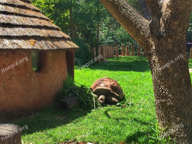 Tortoise Turtle Zoo Animal Nature