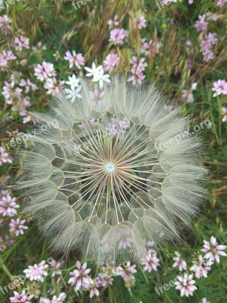 Dandelion Flowers Flowers Of The Field Flower Summer Flowers