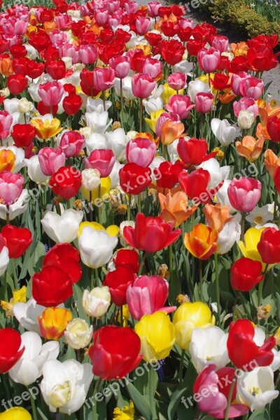 Tulips Colorful Flowers Tulip Sea Spring Colorful