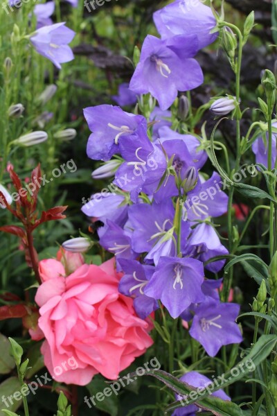 Larkspur Purple Pink Rose Flowers