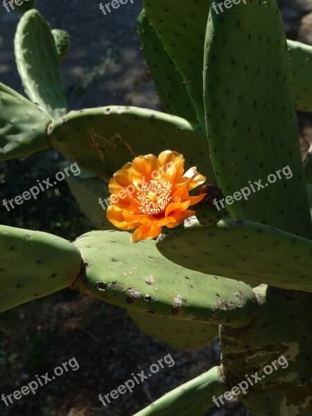 Cactus Cactus Blossom Blossom Bloom Free Photos