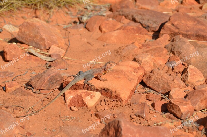 Ring-tailed Dragon Dragon Lizard Reptile Outback