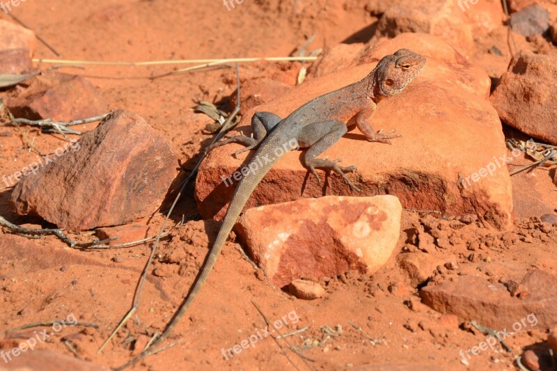 Ring-tailed Dragon Dragon Lizard Outback Desert