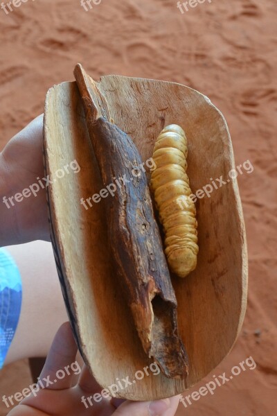 Desert Bush Tucker Bushtucker Food Witchetty Grub Aboriginal