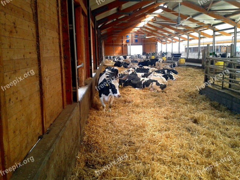 Farm Stall Cow Animals Cows