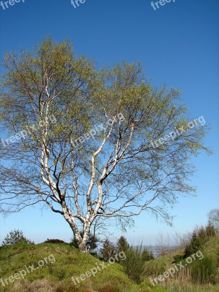 Birch Tree Individually Nature Spring