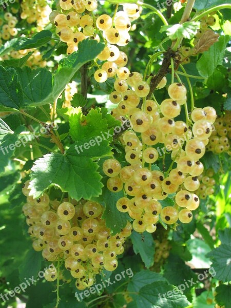 Currants Fruits Summer Food Delicious