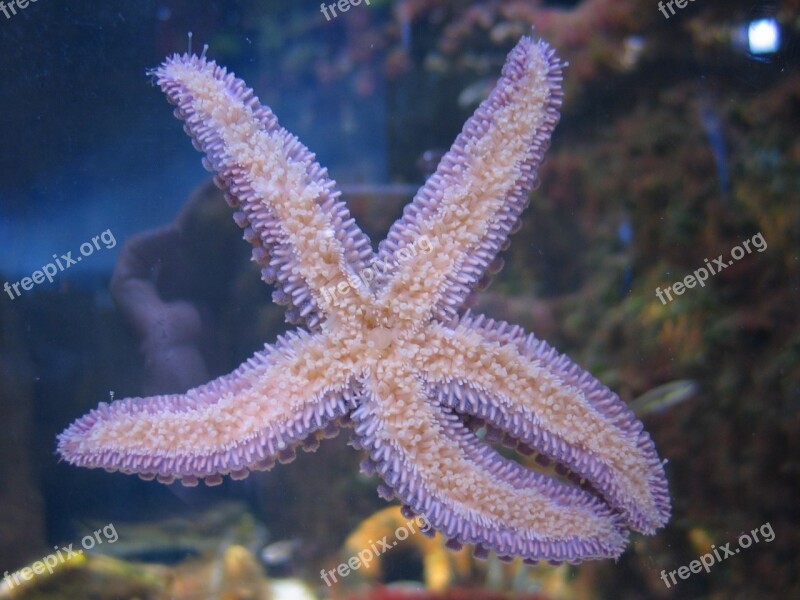 Starfish Aquarium Sea Water Free Photos