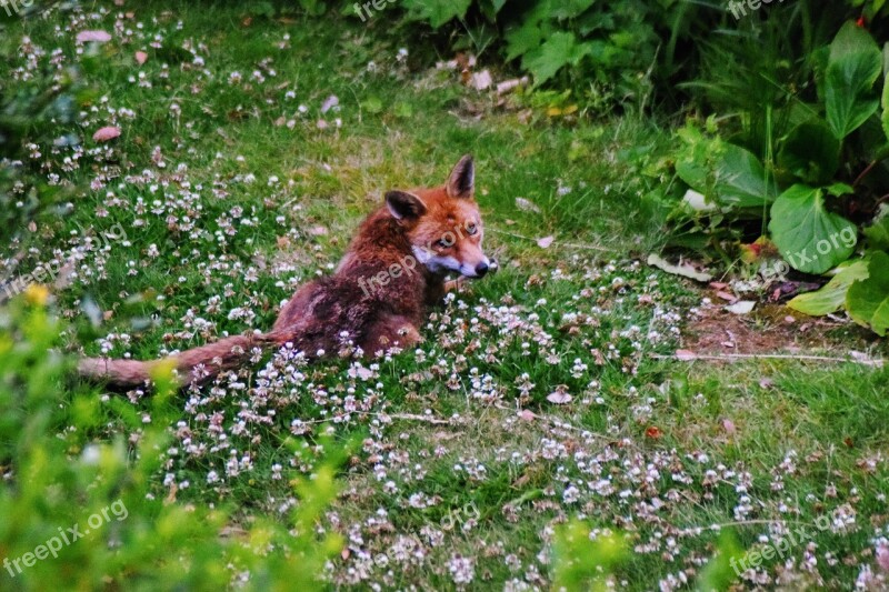 Urban Fox Fox Urban London Nature