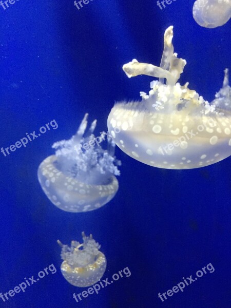 Jellyfish Aquarium Blue Background Desktop