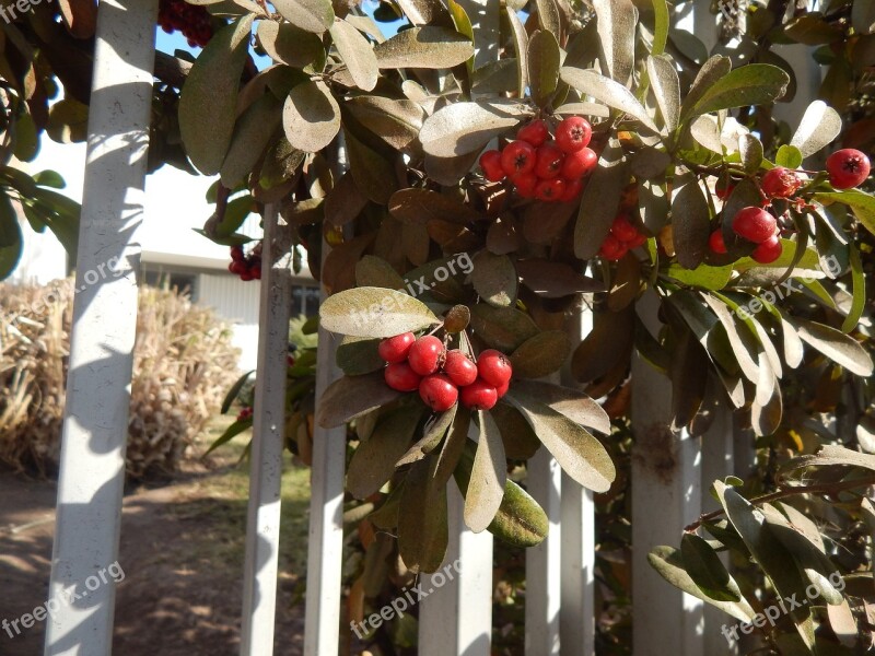 Gate Berries Red Fruits Plants Free Photos