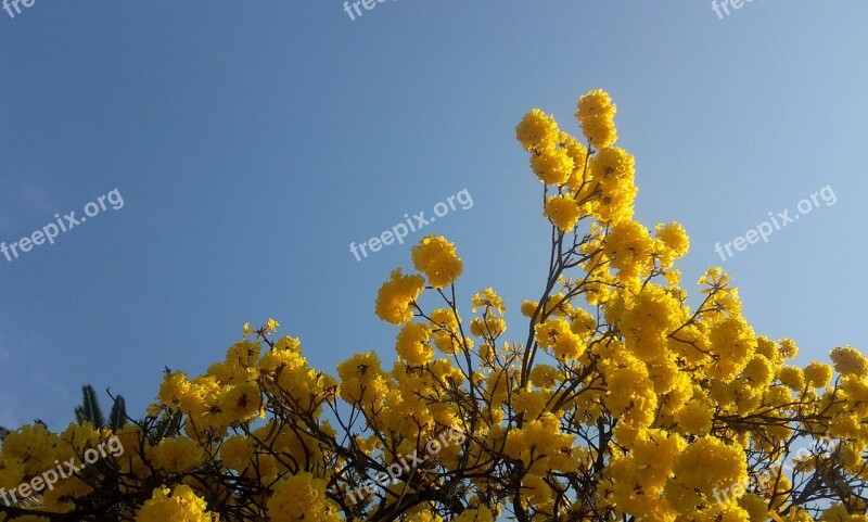 Tree Lapacho Yellow Flowers Tomorrow Free Photos