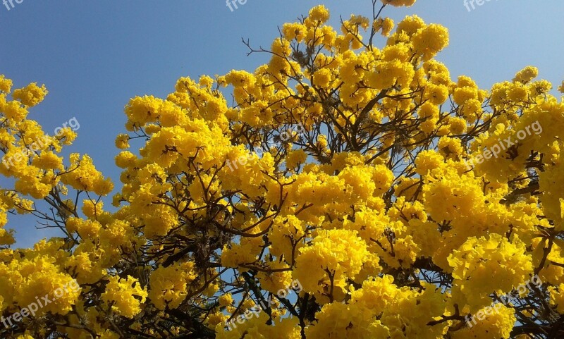 Arbol Florido Lapacho Yellow Spring Flowers Free Photos