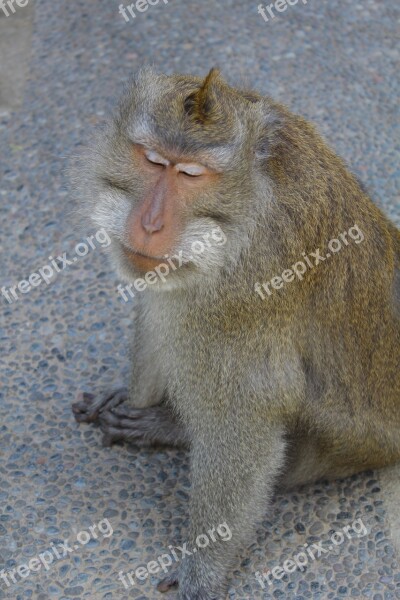 Lebar Cm Island Monkey Pet Free Photos