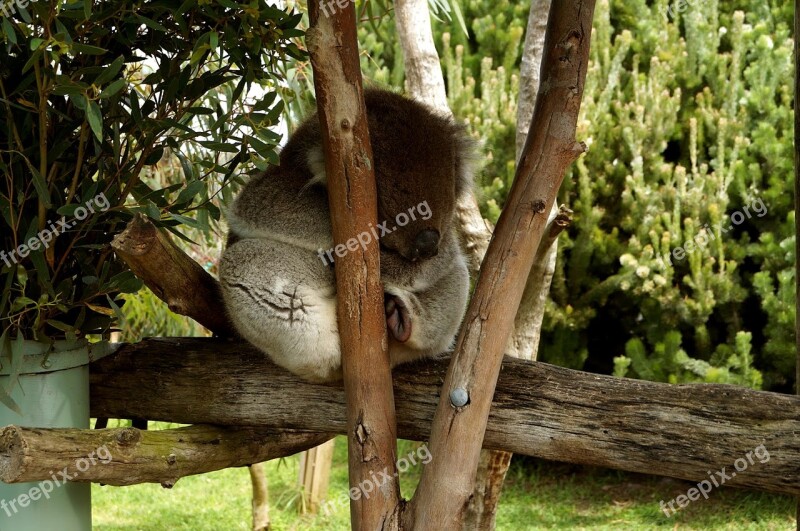 Koala Tree Cute Eucalyptus Sleep