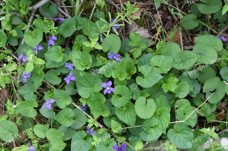 Flora Flower Blossom Bloom Purple Flower