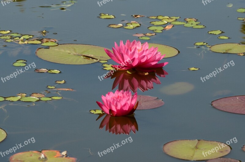 Lily Water Lily Flower Pink Flora