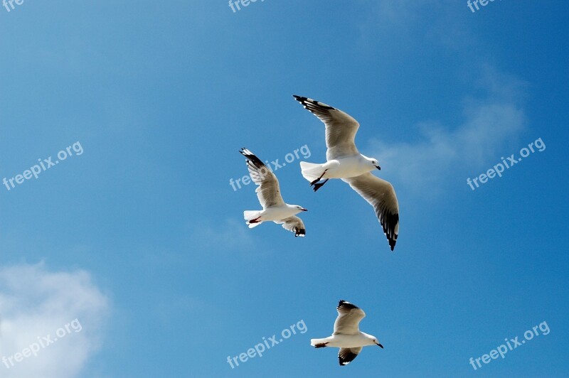 Seagulls Gulls Sky Blue Flying