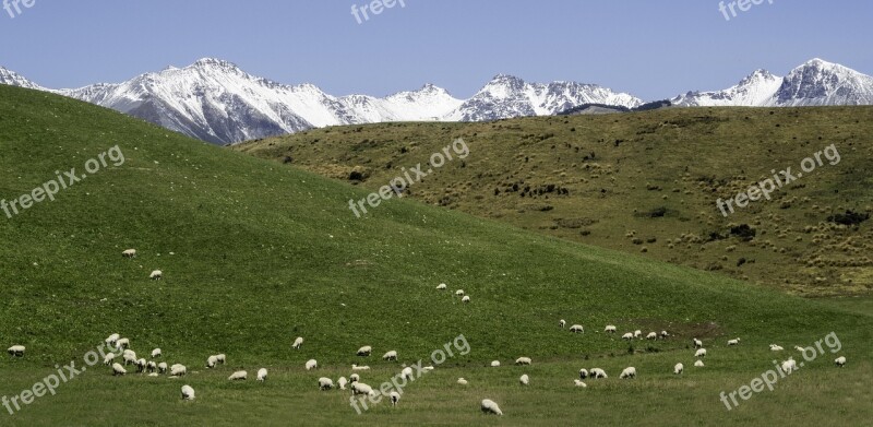 South Island New Zealand Sheep Mountains Landscape