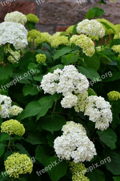 Hydrangeas White Hydrangea Flowers Garden Ornamental Shrub