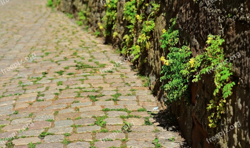 Patch Cobblestones Road Wall Stone Herb