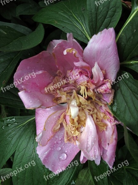 Pentecost Peony Faded Drop Of Water Free Photos