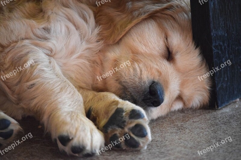 Puppy Paws Sleeping Golden Retriever Nap