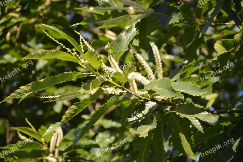 Oak Flower Oak Foliage Green Free Photos