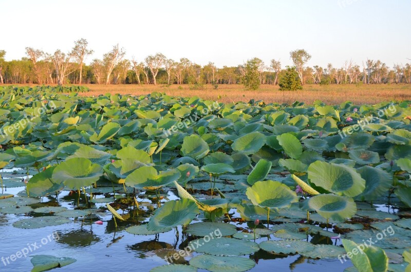 Lotus Water Lilies Lilies Lily Plant Nature