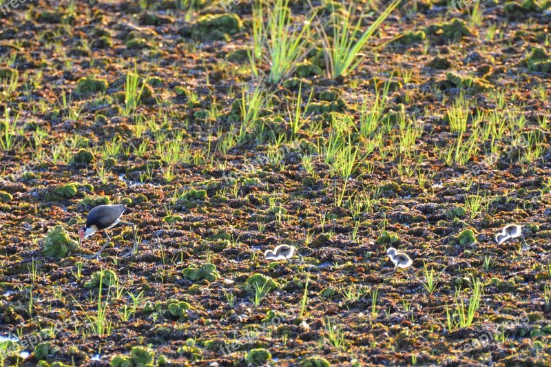 Bird Backlit Wildlife Comb-crested Jacana Jacana