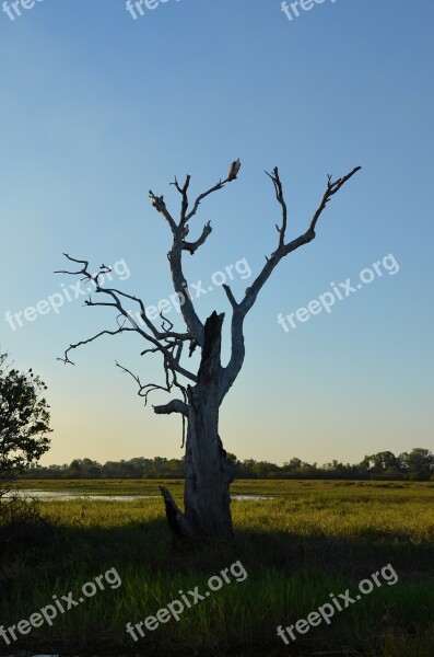 Backlit Sunset Dead Tree Silhouette Tree