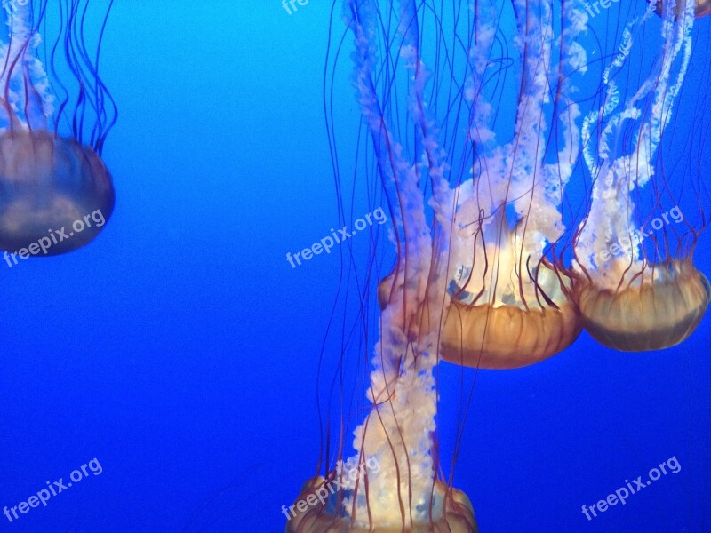 Blue Monterrey Ocean Jellyfish Sea