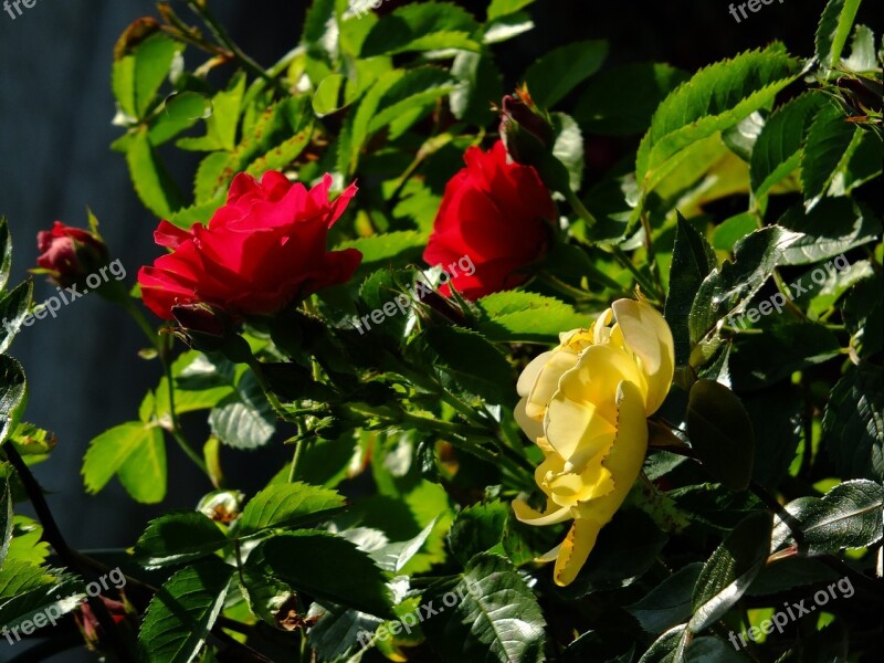 Rose Wild Rose Rosebush Flowers Garden