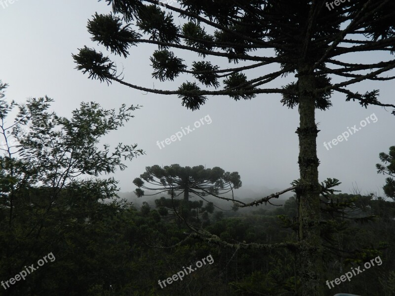 Araucaria Pinheiro Tree Nature Free Photos