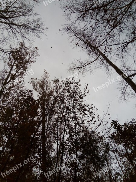 Forest Trees Autumn Silence Tree