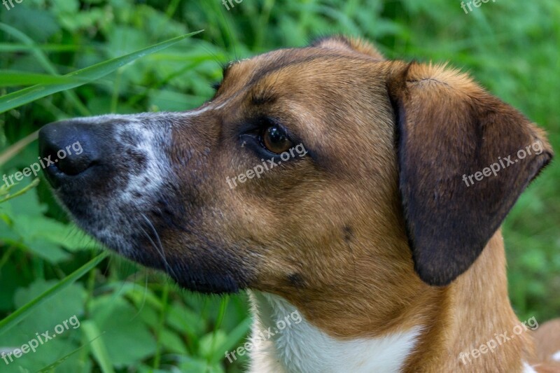 Dog Head Pet Dog Head Portrait