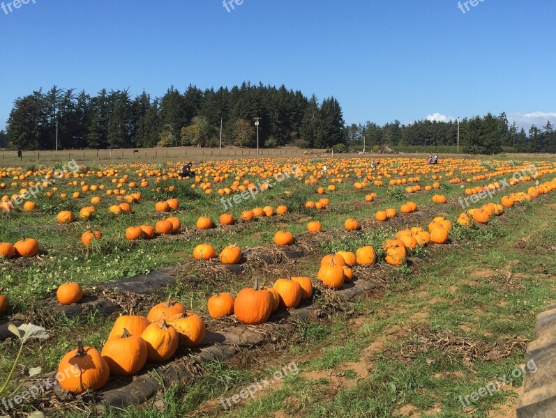 Pumpkin Farm Harvest Halloween Food