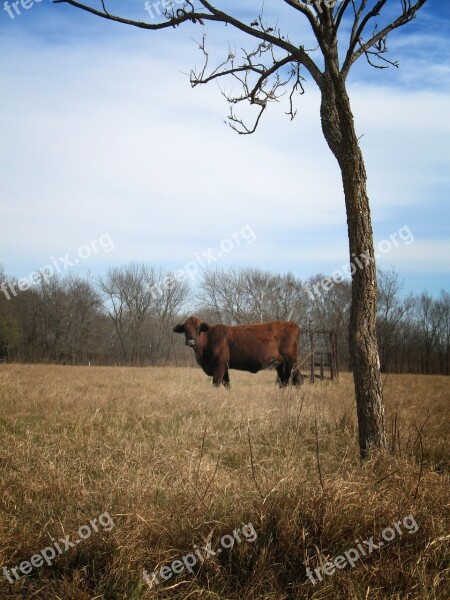 Cow Cattle Farm Rural Animal