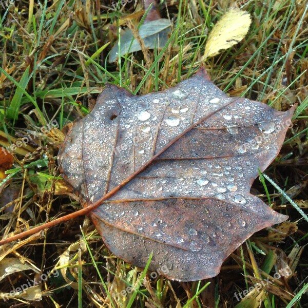 Leaf Leaves Autumn Fall Dew