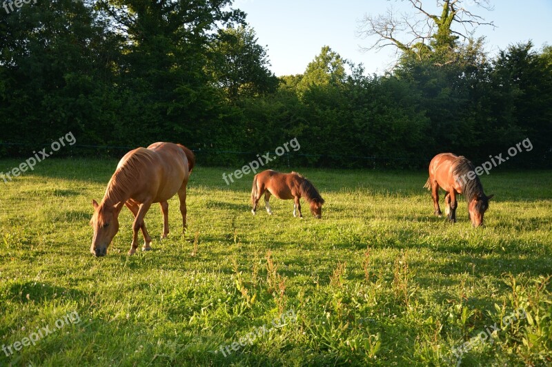 Horses Herd Prairie Marin Horseback Riding