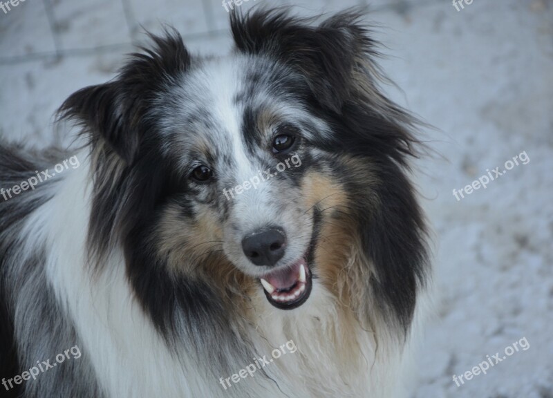 Shetland Sheepdog Dog Collie Head Domestic Animal