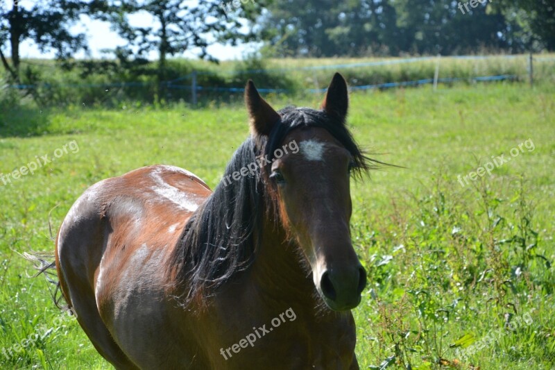 Horse Standard Horseback Riding Dressage Animals