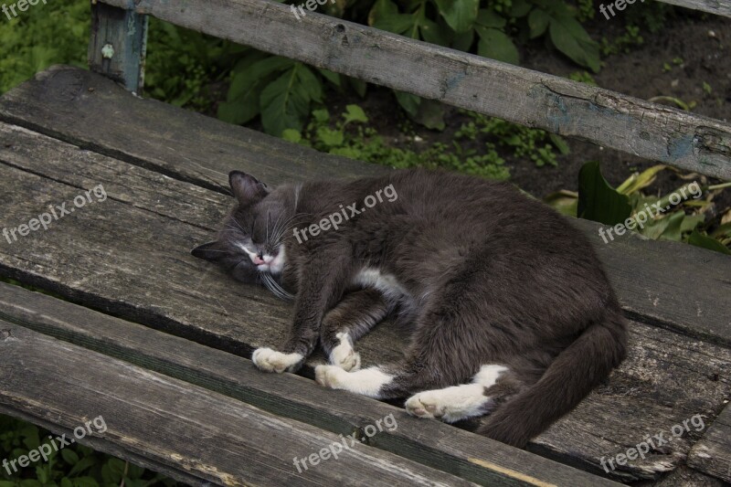 Yard Shop Cat Free Photos