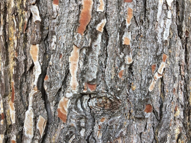 Bark Tree Wood Tree Bark Flake